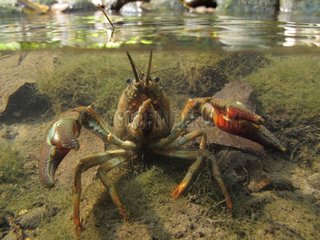 Signal Crayfish in defense posture at the bottom of a river