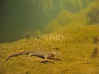 Pyrenean Brook Salamander walking at the bottom of a river