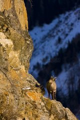 Alpine ibex cliff on Gran Paradiso Alps Italy