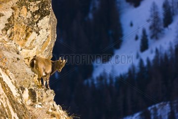 Alpine ibex cliff on Gran Paradiso Alps Italy
