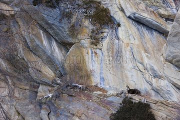 Chamois on cliff Gran Paradiso Alps Italy