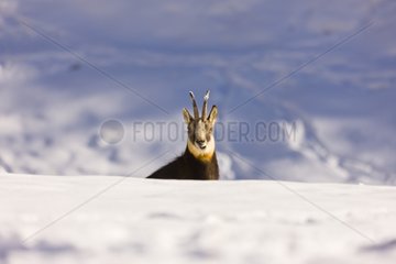 Chamois in the snow Gran Paradiso Italian Alps