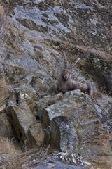 Alpine ibex on cliff Gran Paradiso Alps Italy
