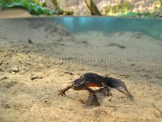 Alpine Newt in the clear waters of a stream France