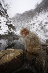 Japanese macaques in hot spring in winter Jigokudani Japan