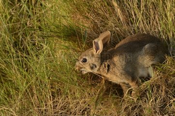 Rabbit eating grass in the Marais Breton France