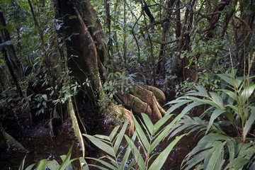 Undergrowth of flood virgin forest Tortuguera NP Costa Rica