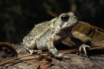 Woodhouse's Toad moving on the ground Texas