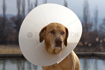 Dog with a plastic cone around its neck France