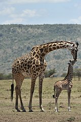 Masai Giraffe bending over its young Maasai Mara NR Kenya