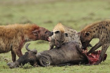 Hyenas on a wildebeest carcass Masai Mara NR Kenya