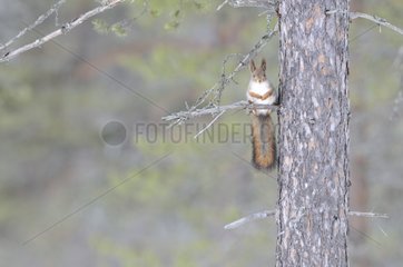 European red squirrel on a branch Lokka Finland