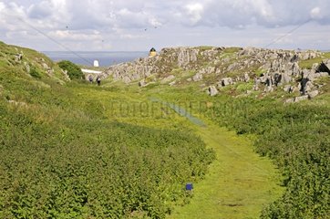 Heath cliff Farne Island UK