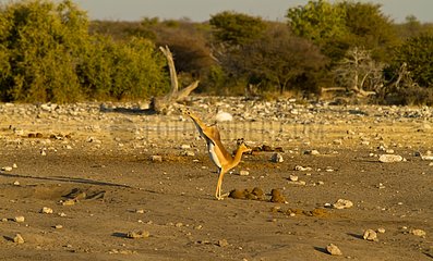 Impala stotting with joy at the waterhole in Etosha Namibia