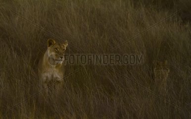 Lioness and her two cubs descending a dune at sunset