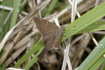 Teleus Longtail on a leaf in Brazil