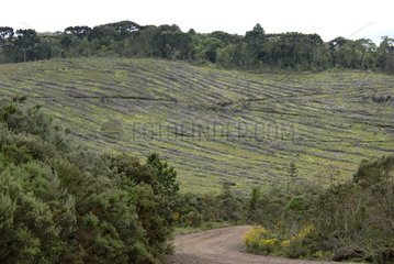 Deforestation in Serra Gaucha Brazil
