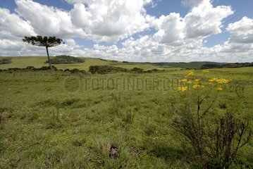 Pastures in the Serra Gaucho Brazil