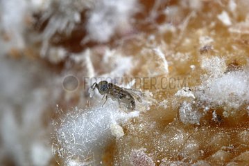 Parasitic wasp of the Comstock mealybug France