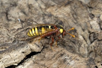 Adult wasp in spring Biot France