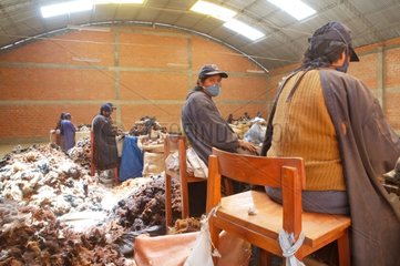 Alpacas wool in the workshops of Coproca Bolivia