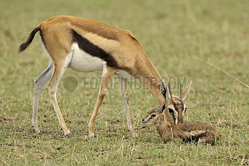 Thomson gazelle licking its newborn Masai Mara Kenya