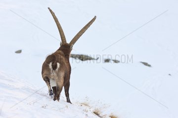 Alpine Ibex in Valnontey Gran Paradiso NP Italy