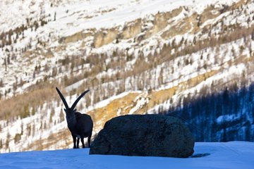 Alpine Ibex in the Gran Paradiso NP Italy