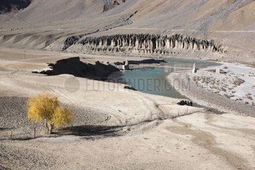 Arid landscape and tree in autumn in Zanskar India