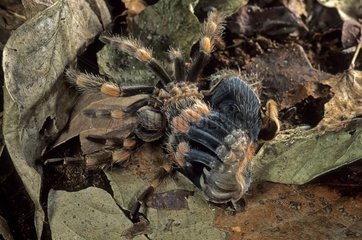 Mexican redknee tarantula moulting