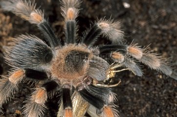 Mexican redknee tarantula eating a cricket