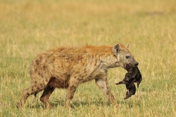 Spotted hyena carrying two small Masai Mara NR Kenya