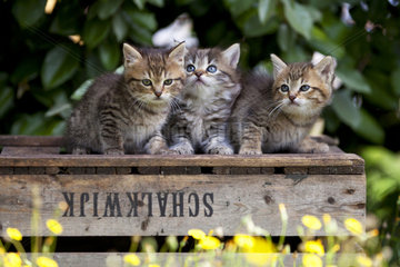 Kittens sitting on a crate in a garden