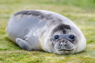 Young Southern Elephant Seal (Mirounga leonina) resting on a carpet of herbs  South Georgia