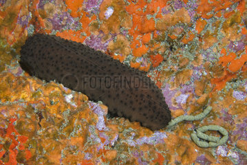 Coton spiner (Holothuria sanctori). Marine invertebrates of the Canary Islands  Tenerife.