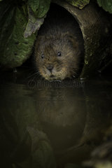 A Water Vole emerges from a pipe in the Peak District National Park  UK.