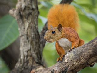 Red-tailed squirrel (Sciurus granatensis)  Cartagena  Colombia  October