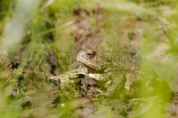 Common toad (Bufo bufo)  Alsace  France