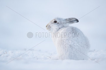 Mountain Hare (Lepus timidus). A Mountain Hare rests in the Cairngorms National Park  UK.