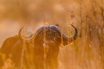 African buffalo (Syncerus caffer) in Kruger National park  South Africa