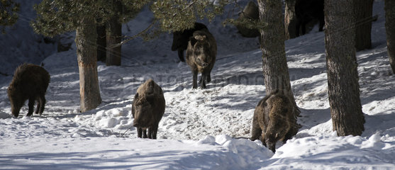 Wild Boar (Sus scrofa) in winter  France