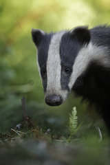 A Badger (Meles meles) emerges from his sett in the Peak District National Park  UK.