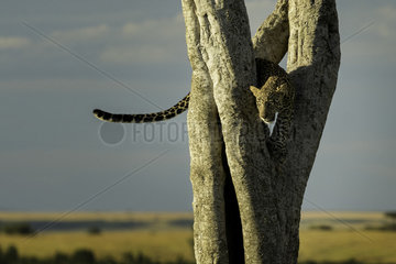 A Leopard (Panthera pardus) descends down a tree after spending the day sleeping in the Maasai Mara.