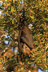 Grey headed Flying Fox (Pteropus poliocephalus) from Woy Woy  NSW  Australia