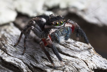 Jumping spider (Jotus auripes) Male  NSW Australia