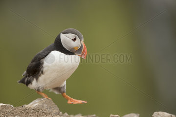 Atlantic Puffin (Fratercula arctica). A Puffin waddles across the cliffface off the coast of Wales  UK.