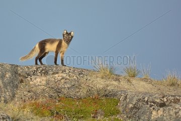 Arctic fox (Vulpes lagopus) on top of his mountain  Greenland