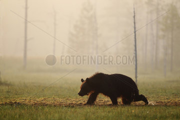 Brown Bear (Ursus arctos) crossing a bog in the early morning with fog  Finland