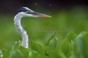 Cocoi Heron (Ardea cocoi)  portrait  Pantanal  Brazil