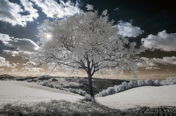 White walnut tree  Infrared picture  Langhirano  Parma  Emilia-Romagna  Italy